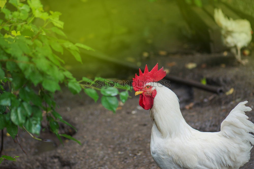 Similar – Image, Stock Photo Cocks in the green