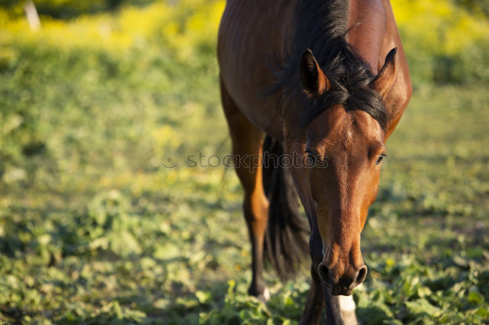 Similar – On a summer’s day. Horse