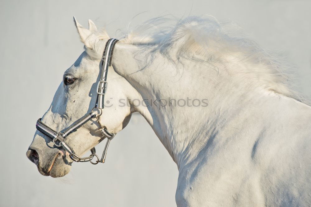 Similar – Portrait of thoroughbred Arabian horse head