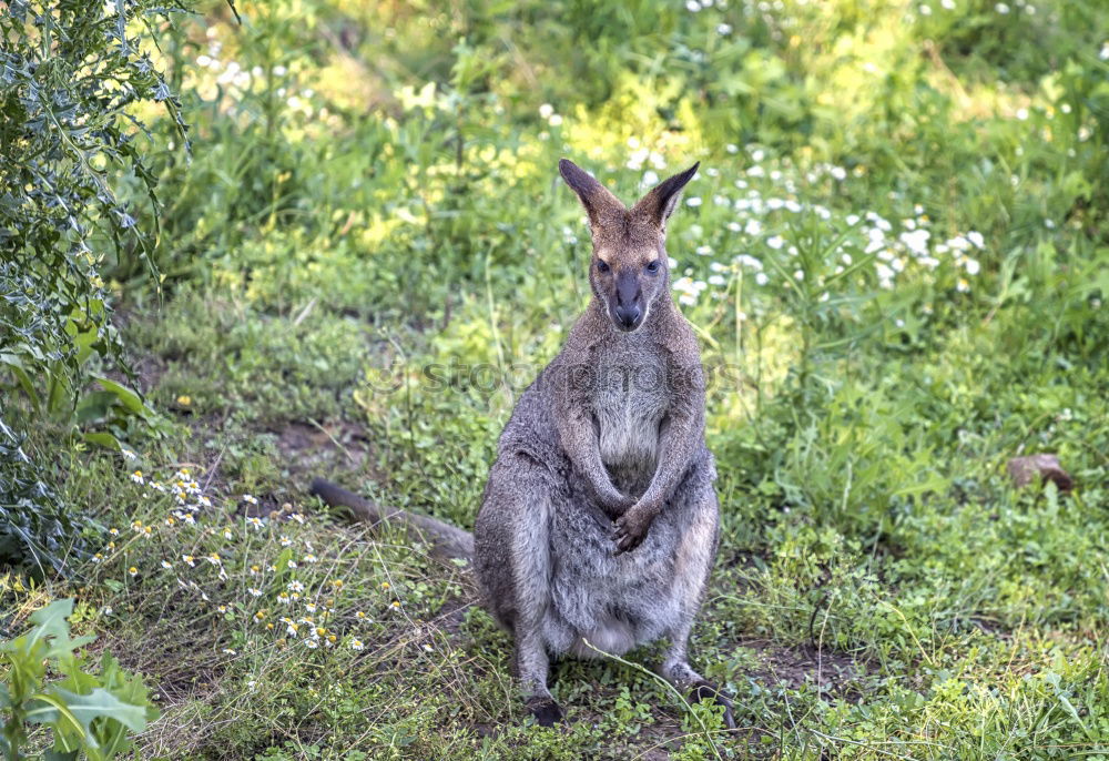 Similar – Little wallabee kangaroo