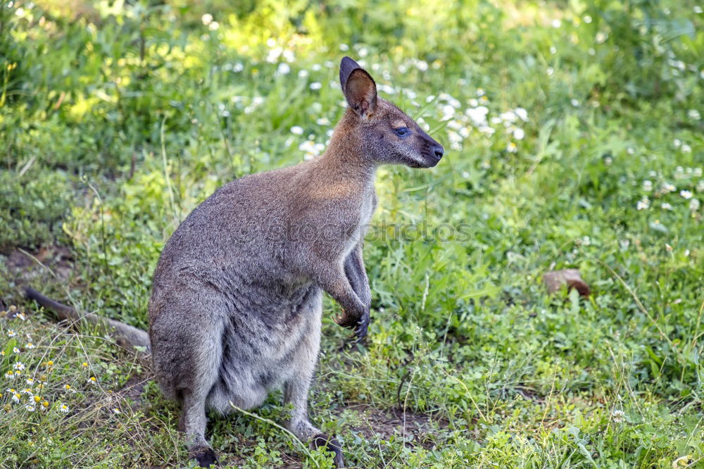 Similar – Little wallabee kangaroo