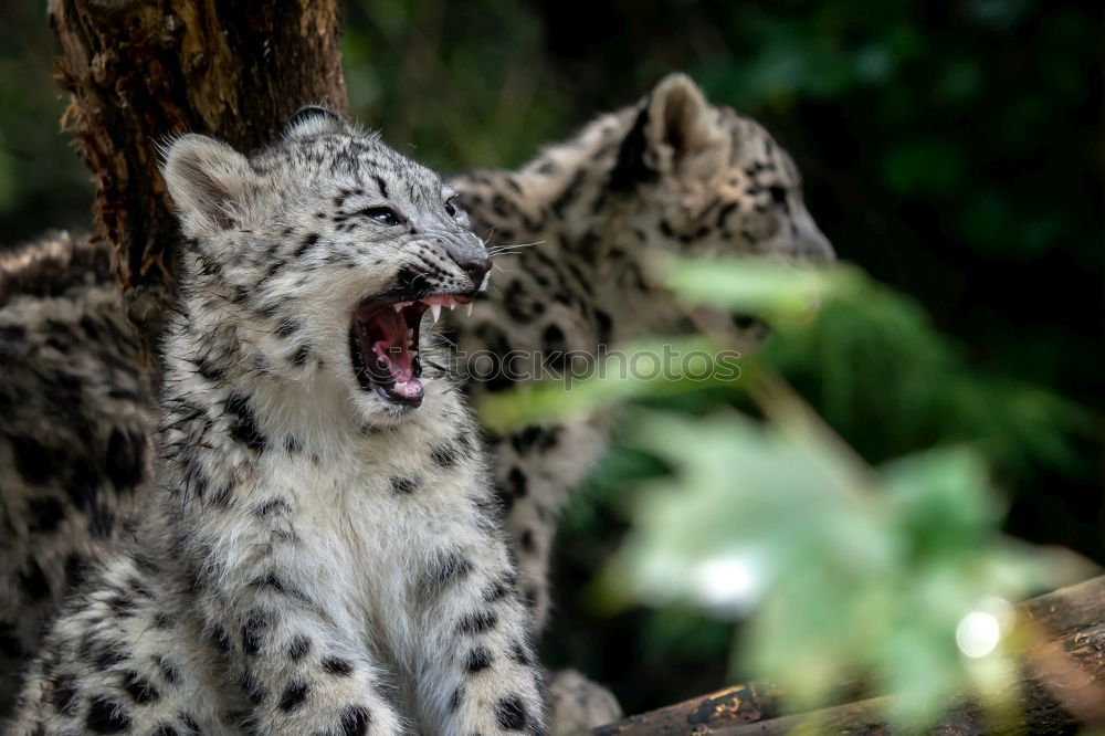 Similar – Close up portrait of male snow leopard