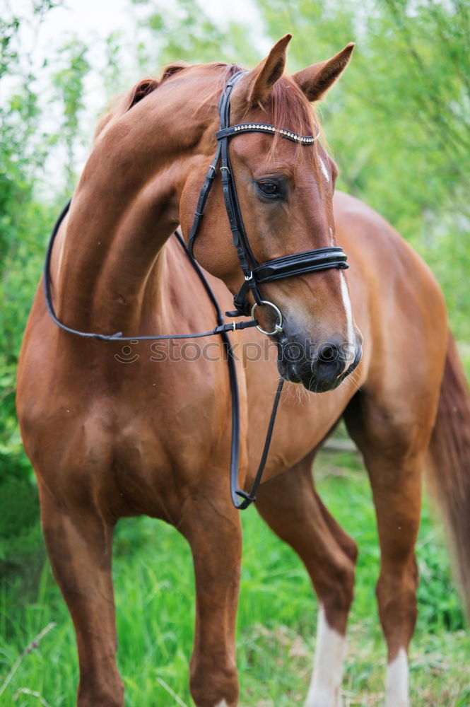 Similar – Foto Bild Zaungast Freizeit & Hobby