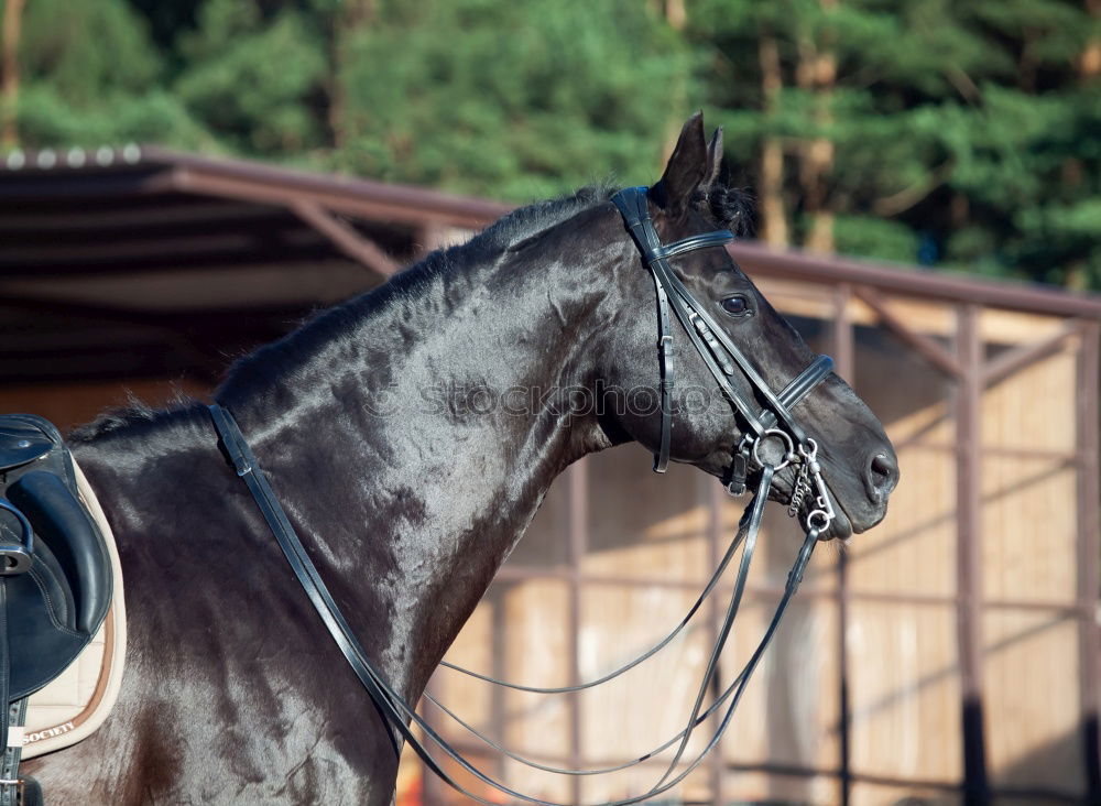 Similar – renntag Pferd Pferderennen