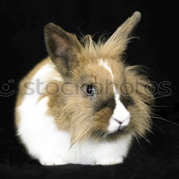 Similar – Image, Stock Photo One cucumber please Animal