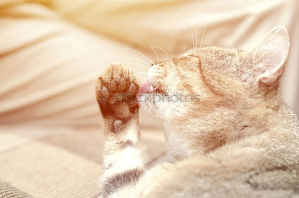 Similar – Cat cuddles with feet