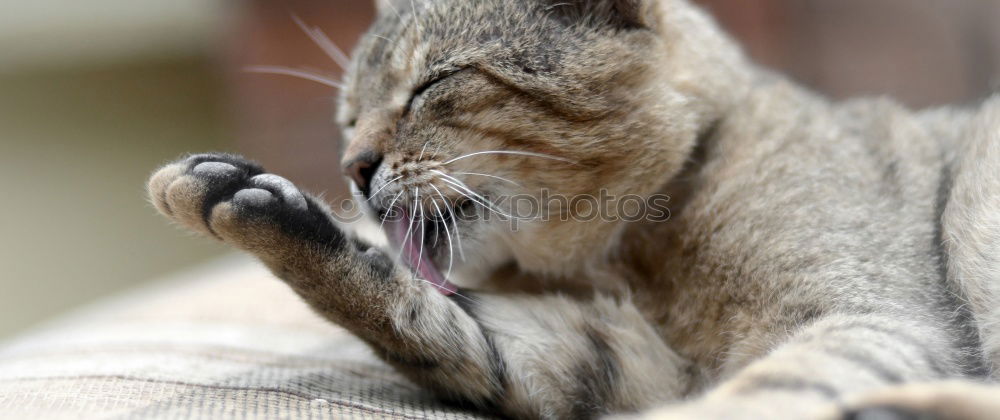 Similar – Image, Stock Photo pedicure Nature Animal