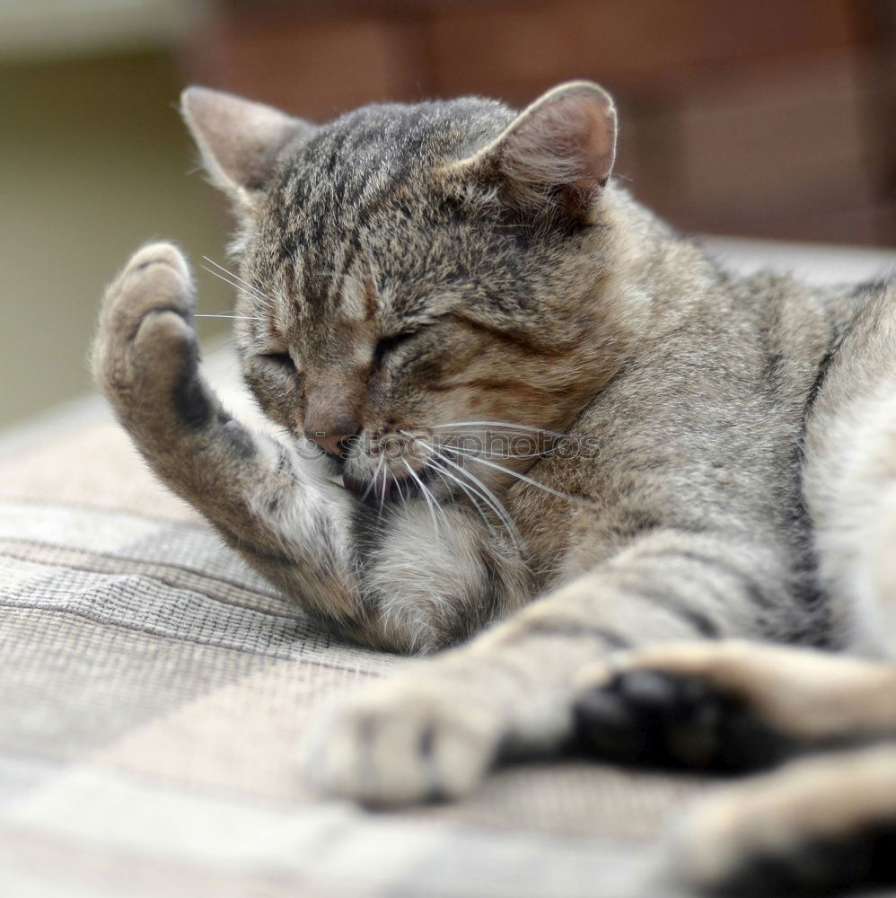 Similar – Image, Stock Photo purring Animal Pet Cat 1