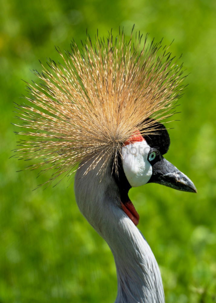 Similar – Schräger Vogel Farbfoto