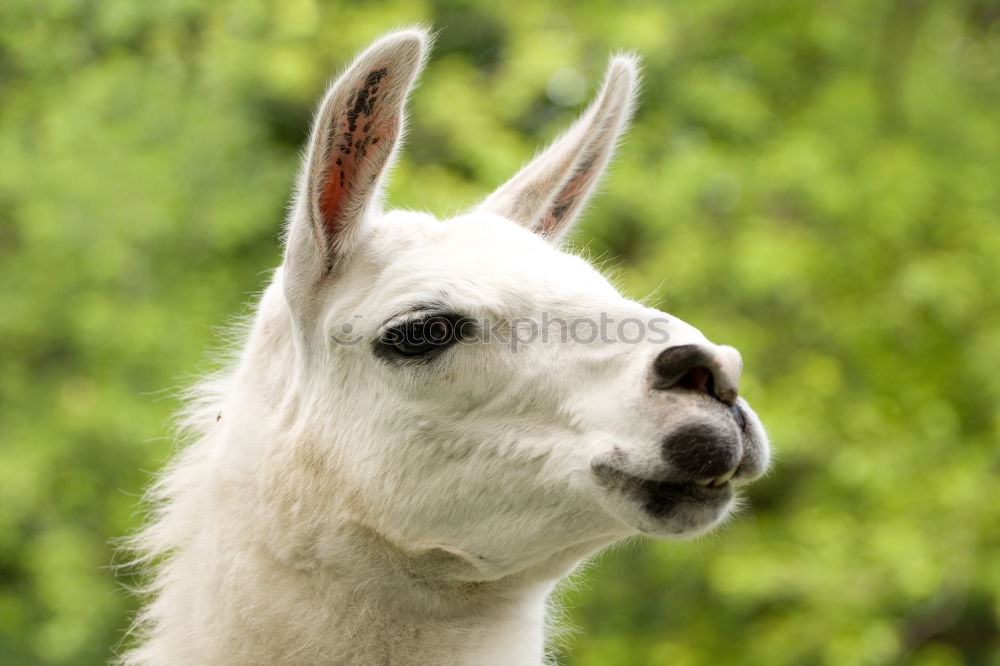 Similar – Image, Stock Photo Hello, neighbor! Meadow