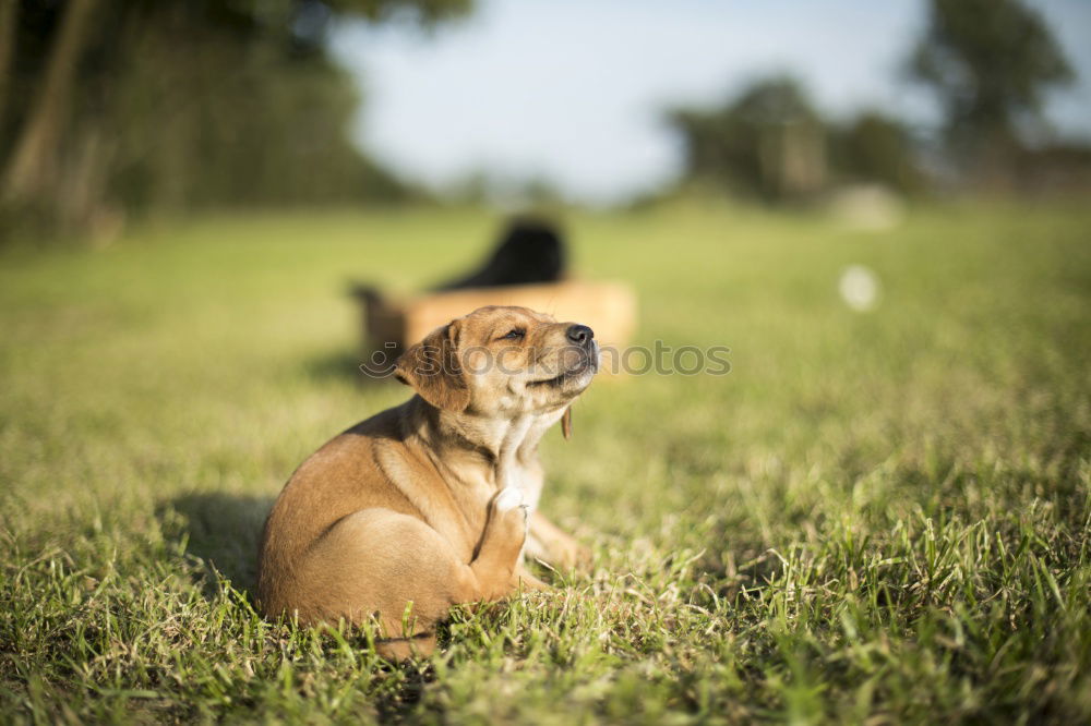 English Cocker spaniel dog