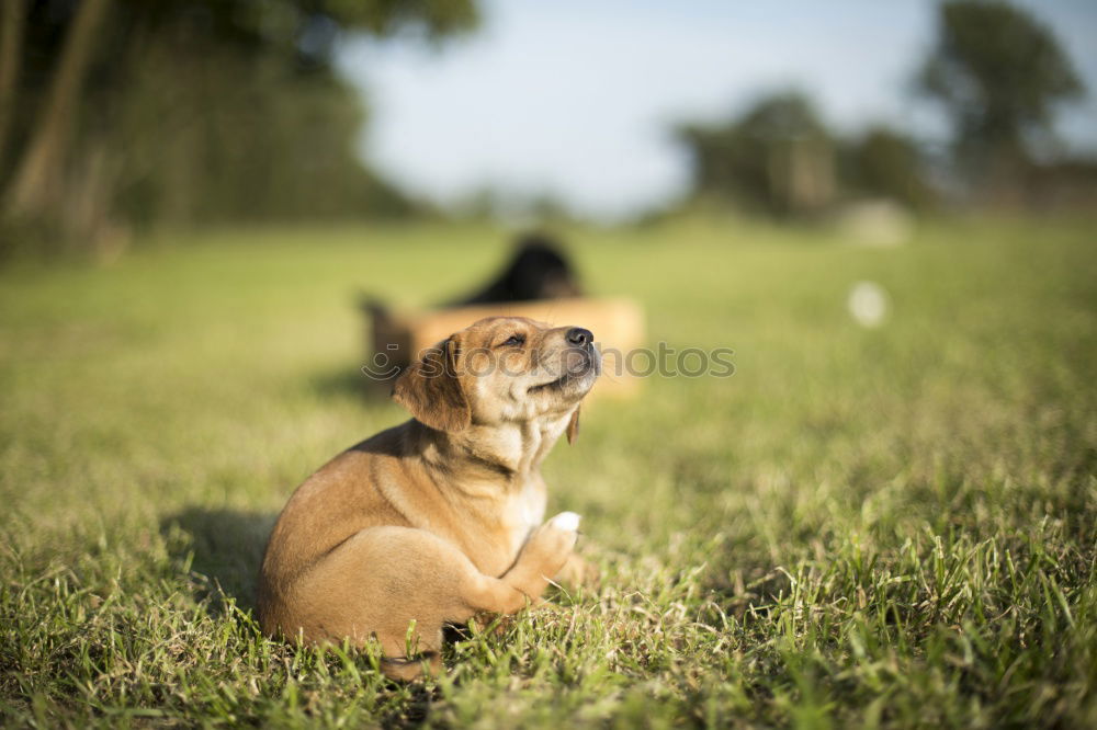 Similar – Good Riecher Doberman Dog