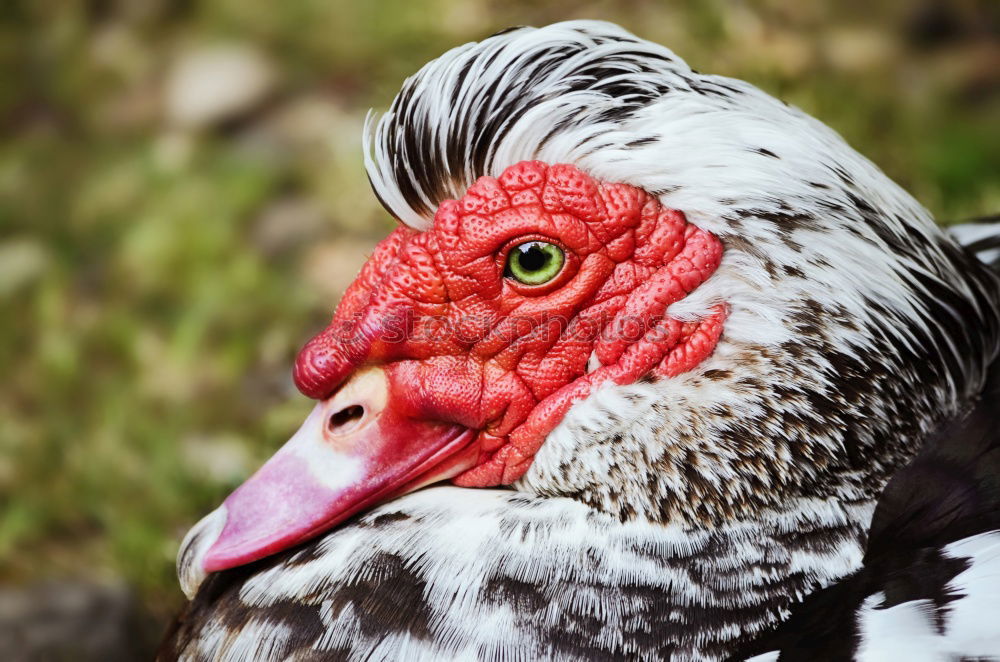 Similar – Image, Stock Photo passport photo Animal