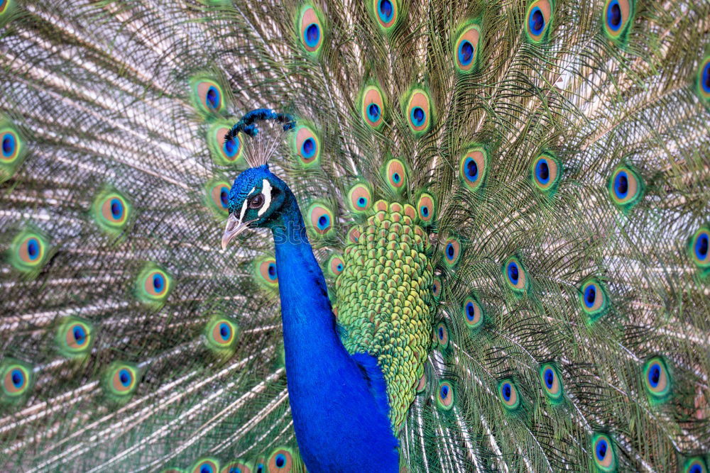 Similar – peacock Animal Bird