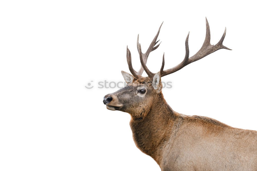 Similar – Image, Stock Photo White deer Animal