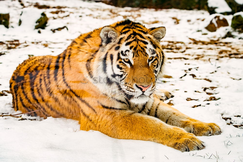 Similar – High angle view of tiger walking on snow