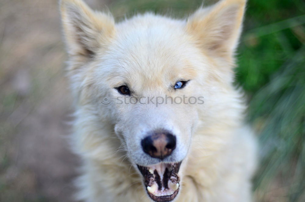 Similar – Image, Stock Photo dog tired