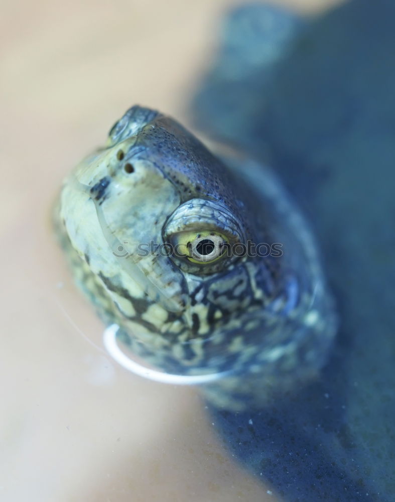 Similar – Foto Bild Tote Kröte Tier Tod Frosch