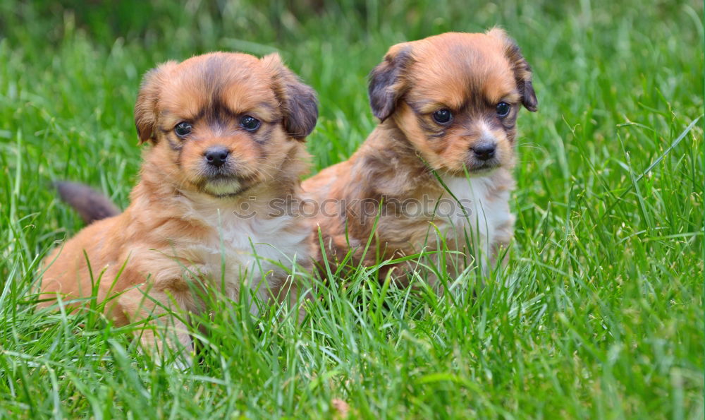 Similar – Image, Stock Photo Curious puppies Animal Pet