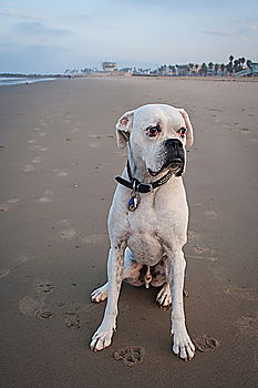 Similar – Image, Stock Photo Boston Terrier Beach Ocean