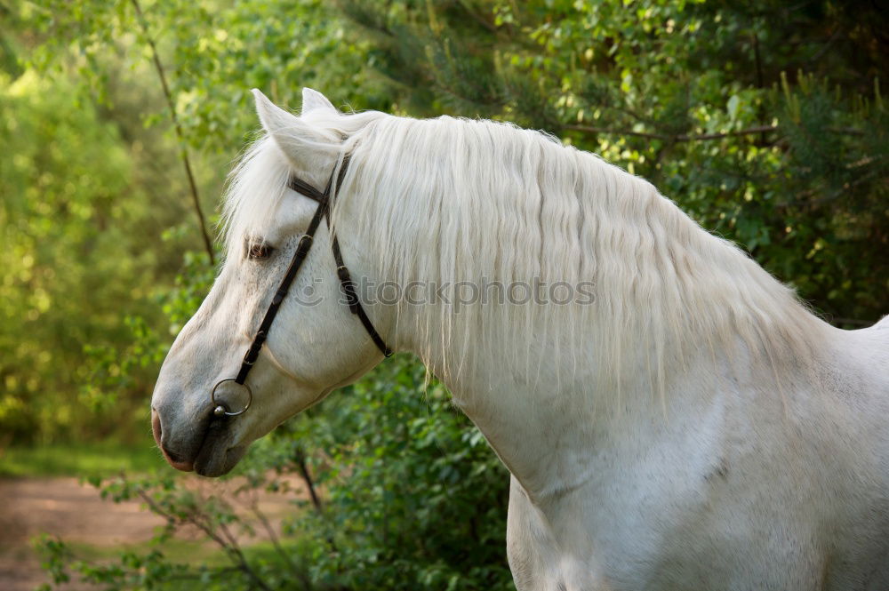 Similar – Image, Stock Photo Tethered horse in woods