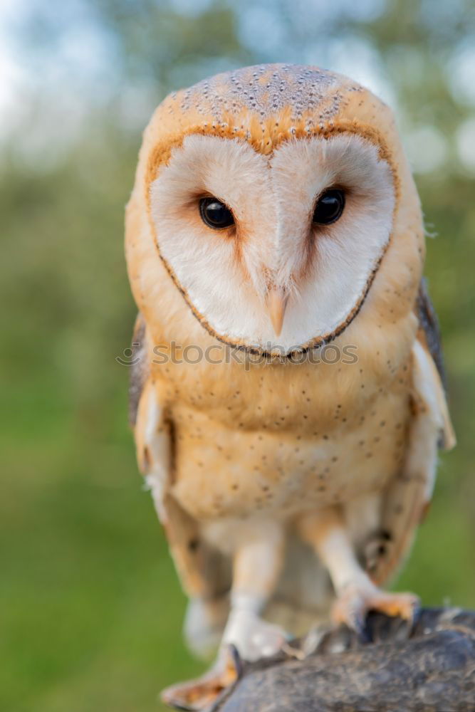 Similar – Mr Barn Owl Grass Bird