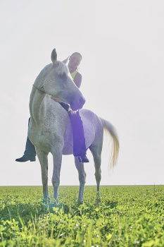 Similar – Image, Stock Photo Thoroughbred Arabian horse enjoys crawling at the neck