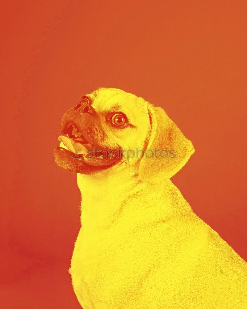 Similar – Image, Stock Photo dogy Dog