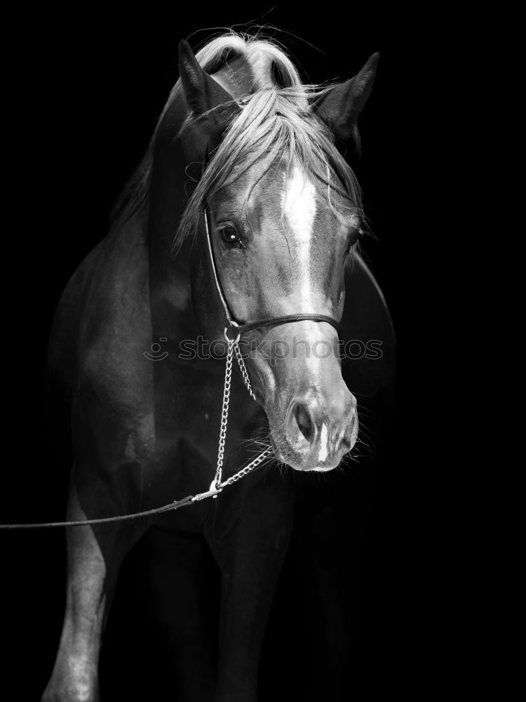 Similar – Image, Stock Photo Horses on meadow in fog