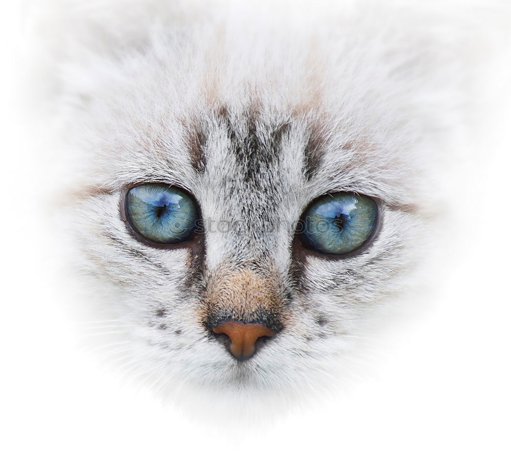 Similar – Image, Stock Photo Snowy owl face II