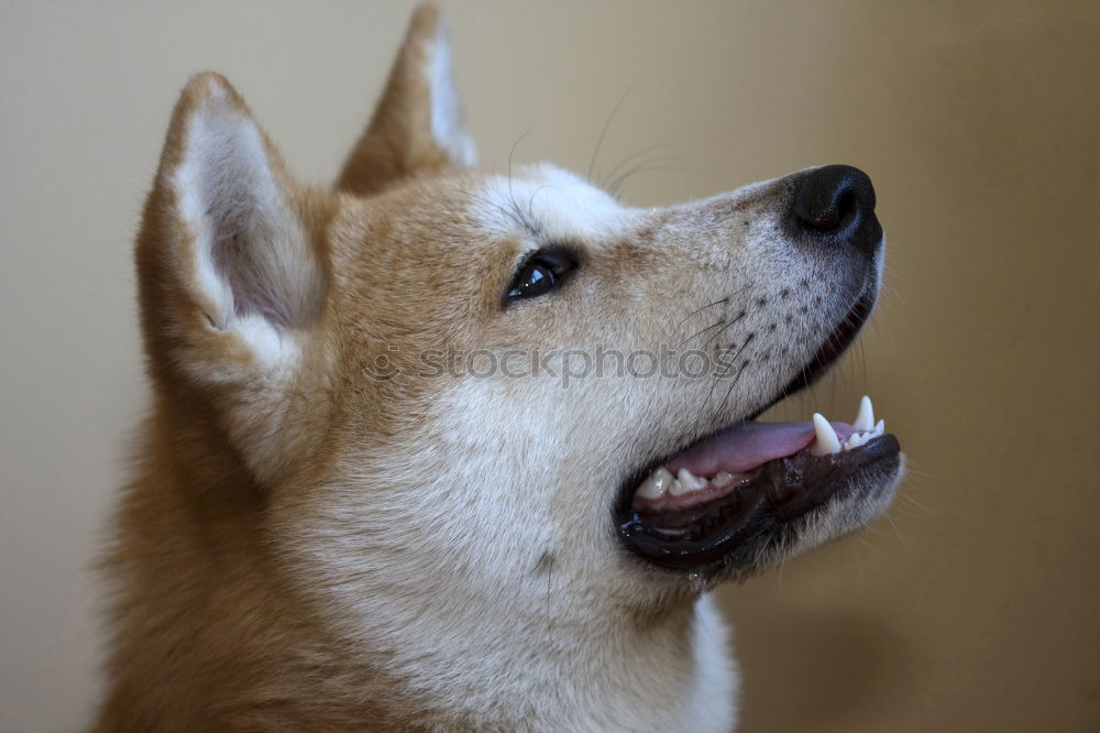 Similar – Image, Stock Photo dog tired