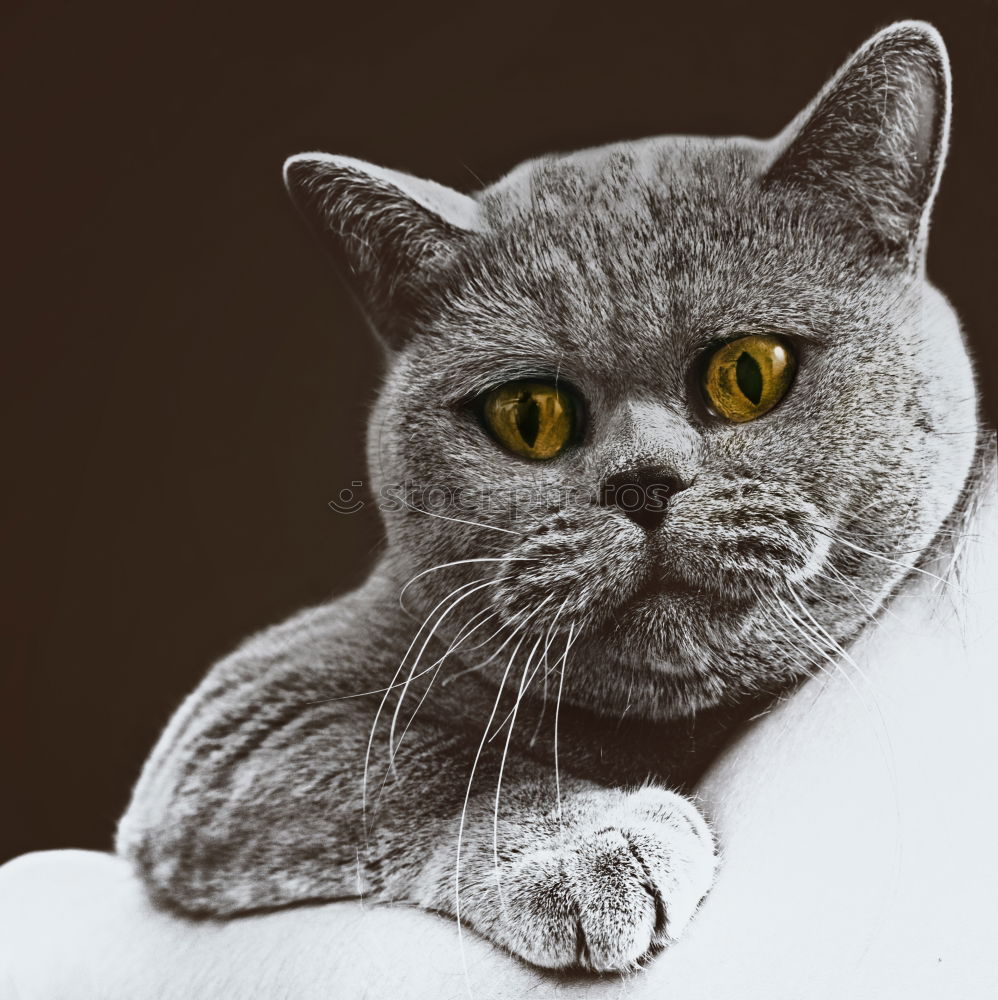 Similar – Image, Stock Photo Russian Blue Cat Elegant