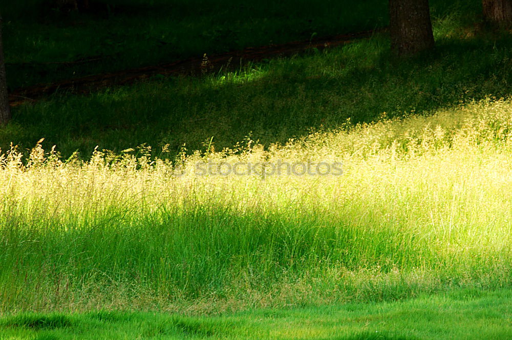 Similar – Image, Stock Photo Federal Chancellor