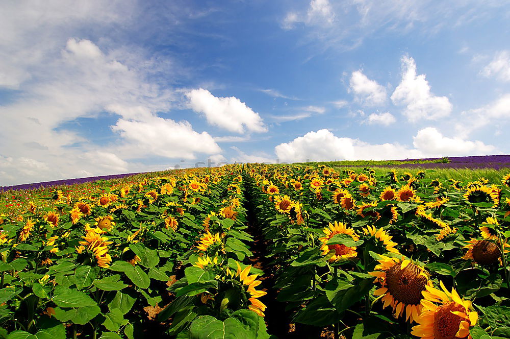 Similar – Image, Stock Photo Sunflower field IV Clouds