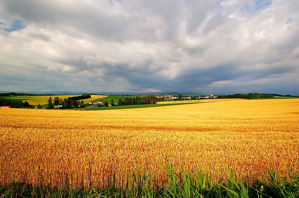 Similar – Image, Stock Photo mid summer Cornfield Field