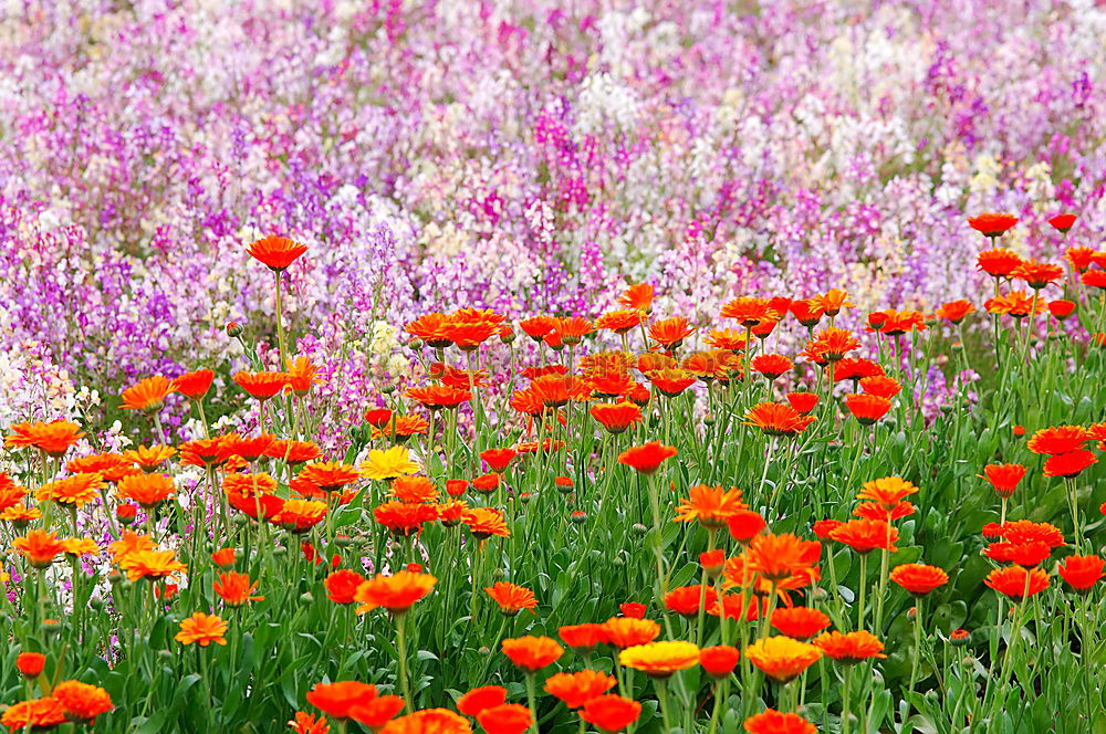 Similar – Image, Stock Photo left meadow Nature Plant