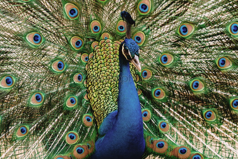 Similar – Peacock 1 Animal Pet