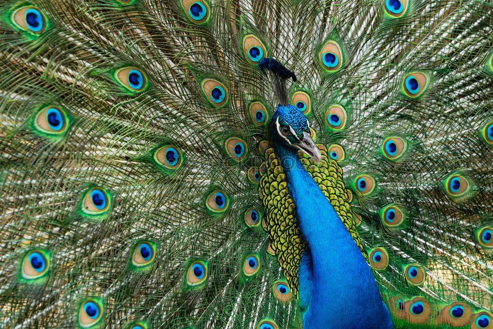 Image, Stock Photo Peacock, turning a wheel