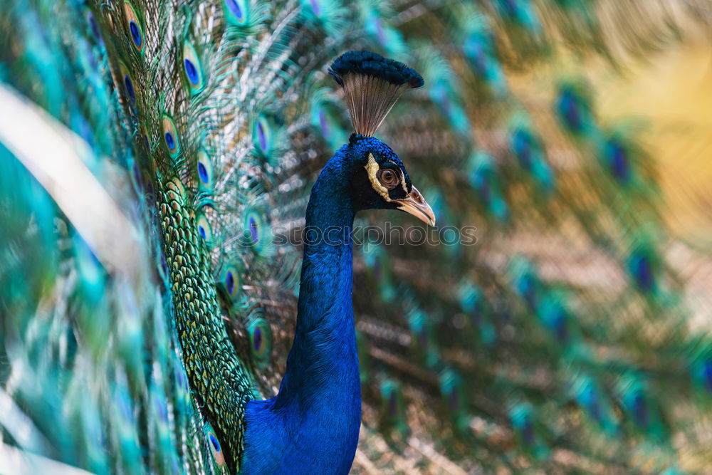 Similar – Image, Stock Photo Peacock 1 Environment