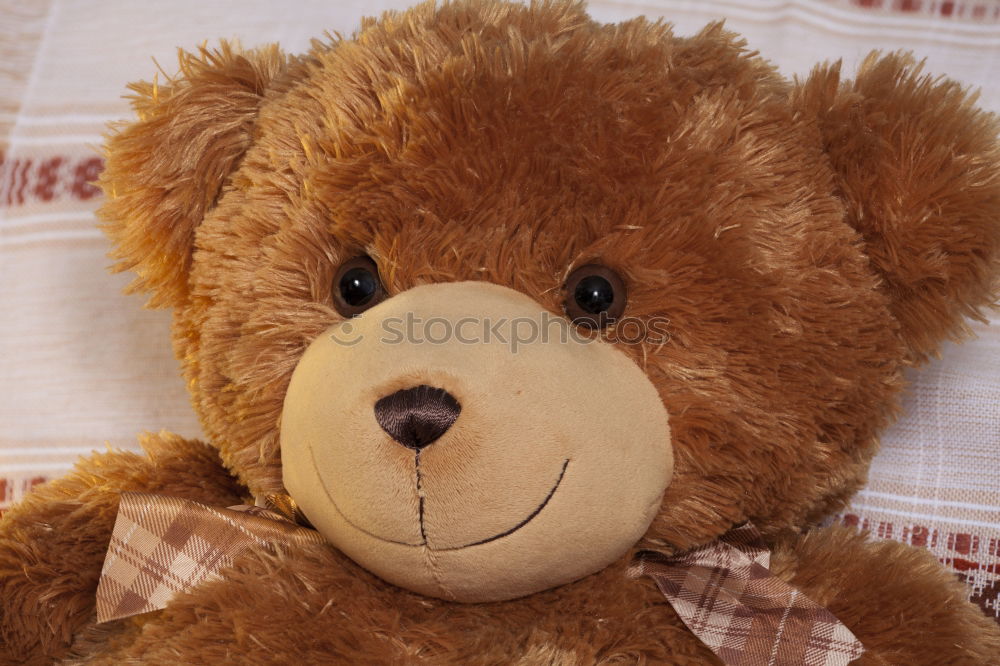 Similar – Image, Stock Photo love of bears Human being