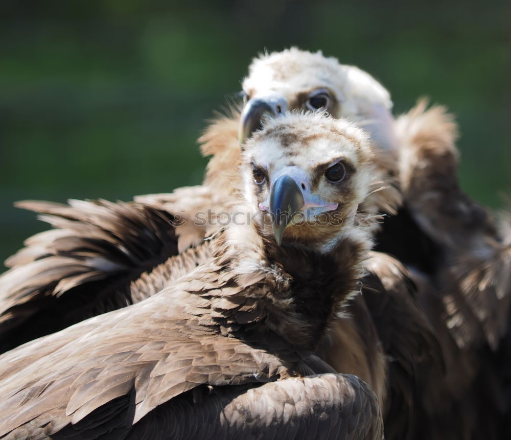 Similar – Image, Stock Photo Madam Animal Bird 1