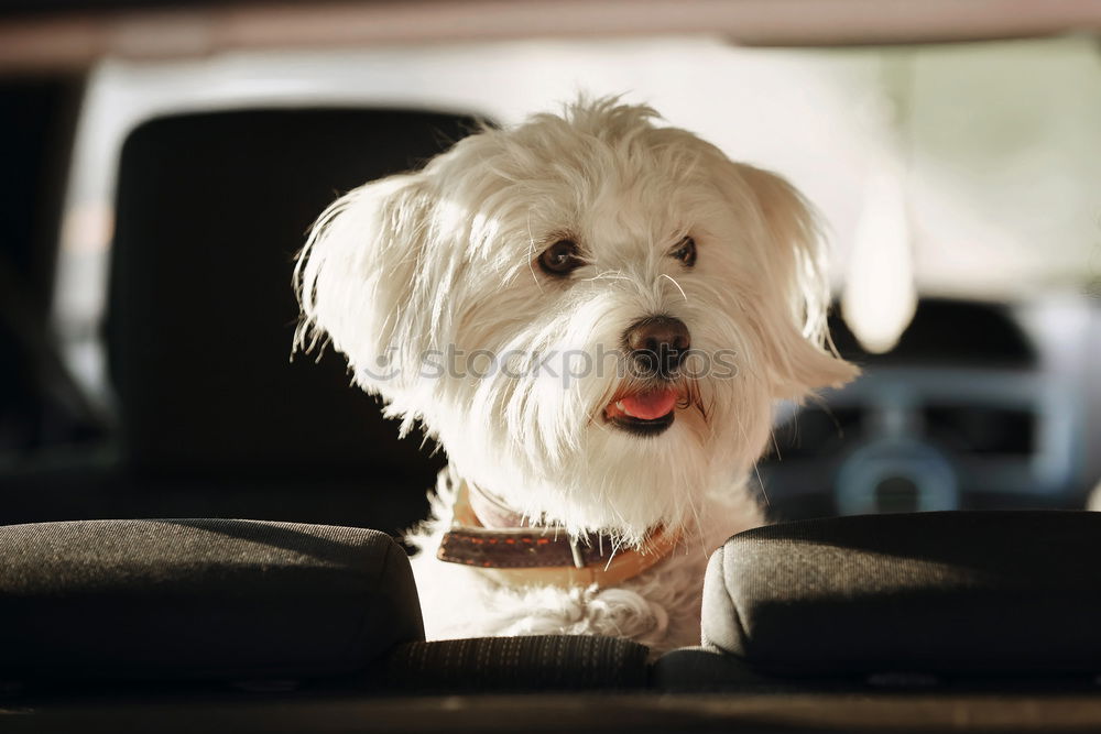 Similar – Image, Stock Photo Traveling with dogs