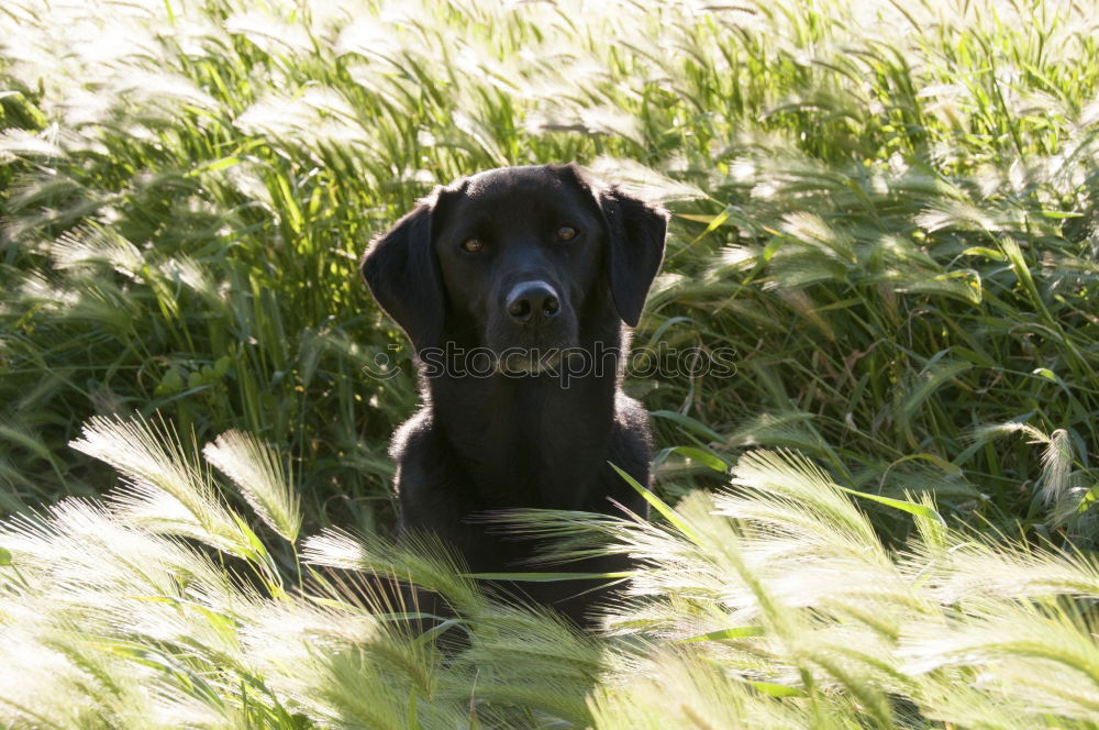 Similar – Image, Stock Photo summer sun Hound Dog