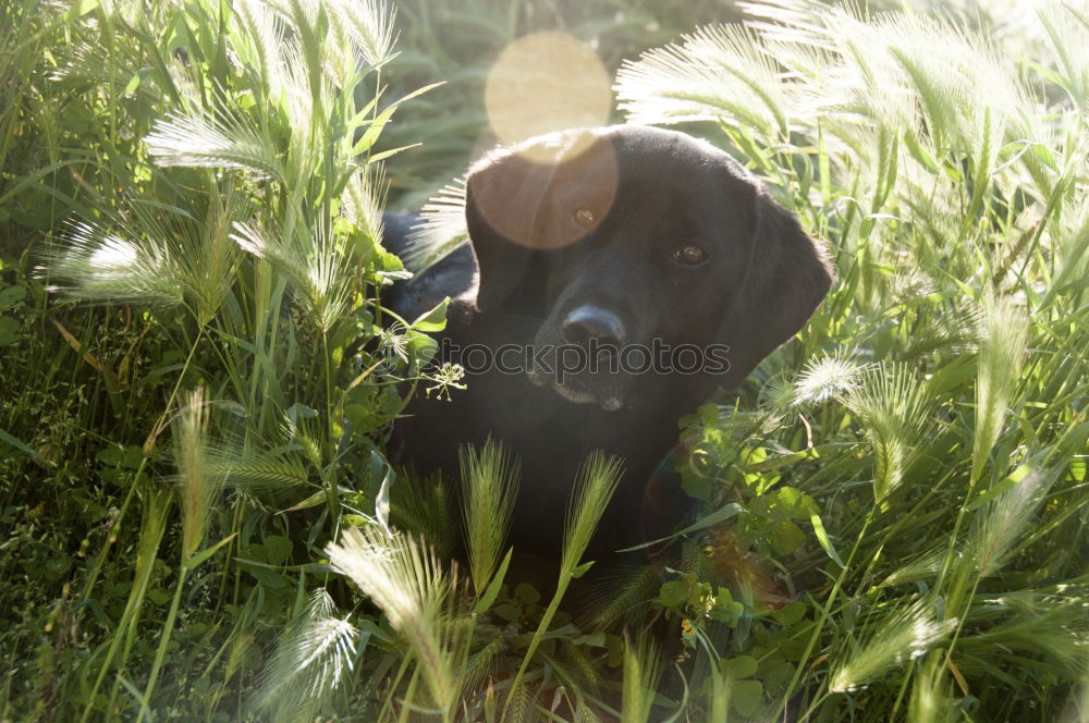 Similar – Image, Stock Photo summer sun Hound Dog