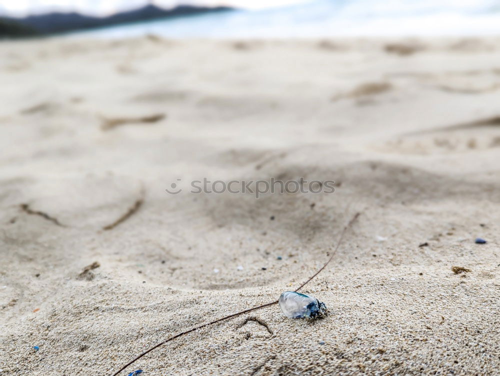 Similar – two Medium format Beach