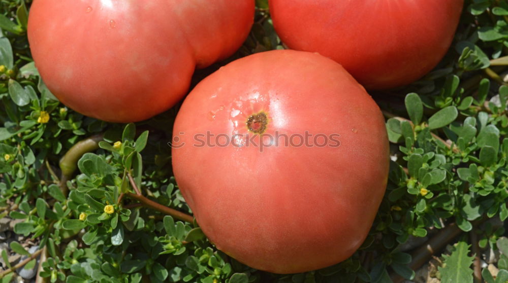 Similar – Image, Stock Photo apple parade Meadow Grass