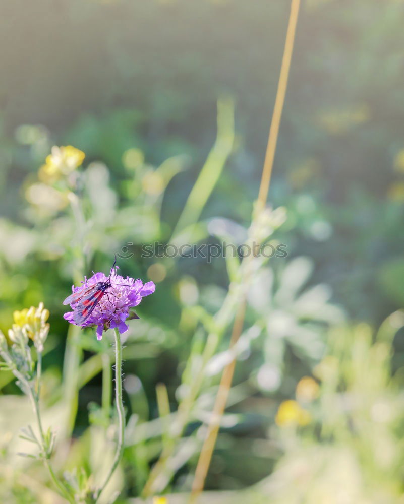 Similar – Image, Stock Photo * Plant Flower Blue Brown