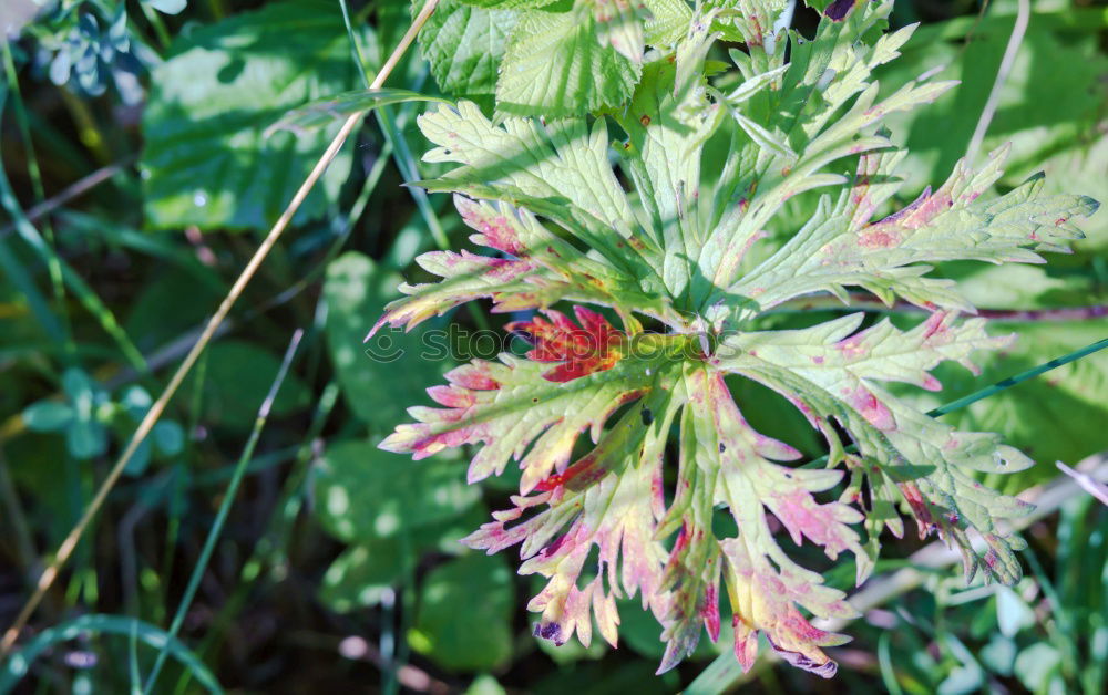 Similar – Blatt einer Frauenmantel-Pflanze mit einem dicken Wassertropfen im Blatt