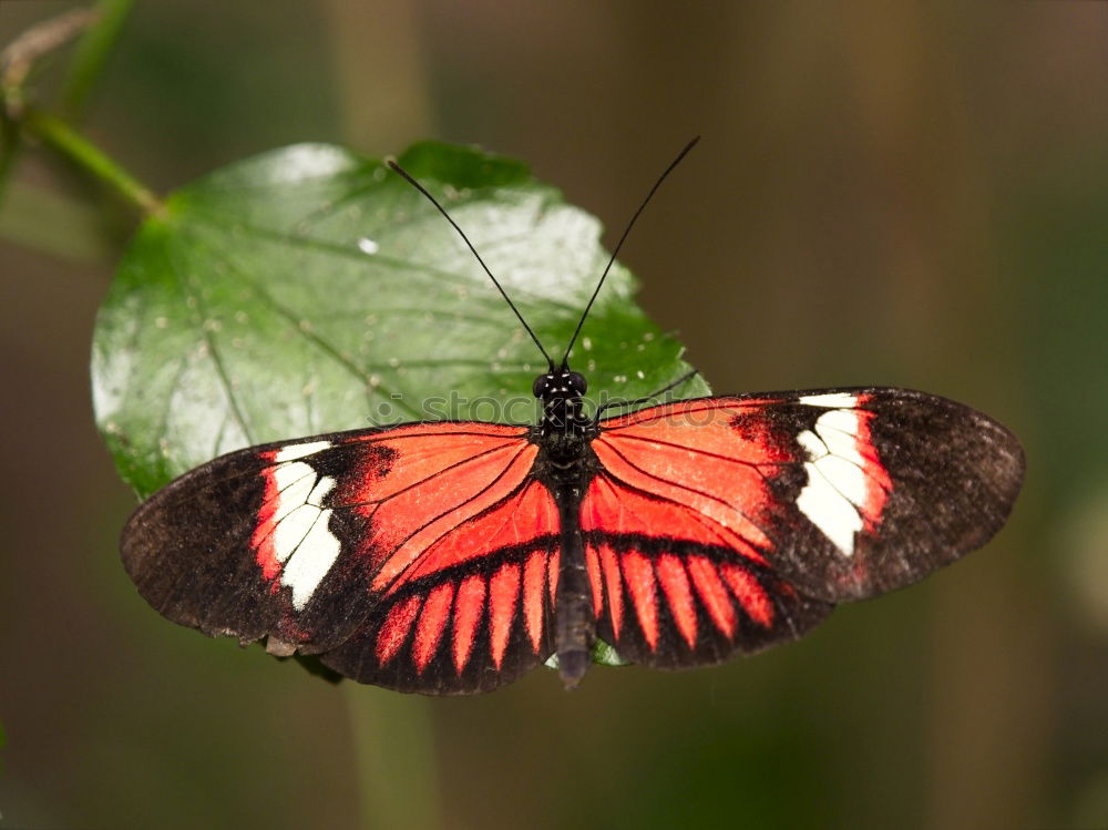 Similar – Image, Stock Photo butterfly in the morning…