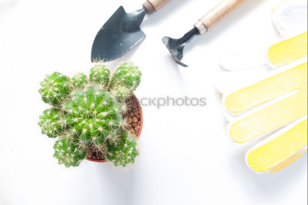 Similar – Image, Stock Photo Make a bouquet in autumn